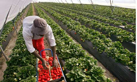 Nkuba Kyeyo: Picking strawberries in Spain. Menial but proud